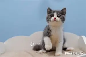 库里赛事规则更新结果意外的简单介绍
